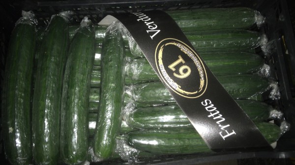 pepino holandes pepino holandes